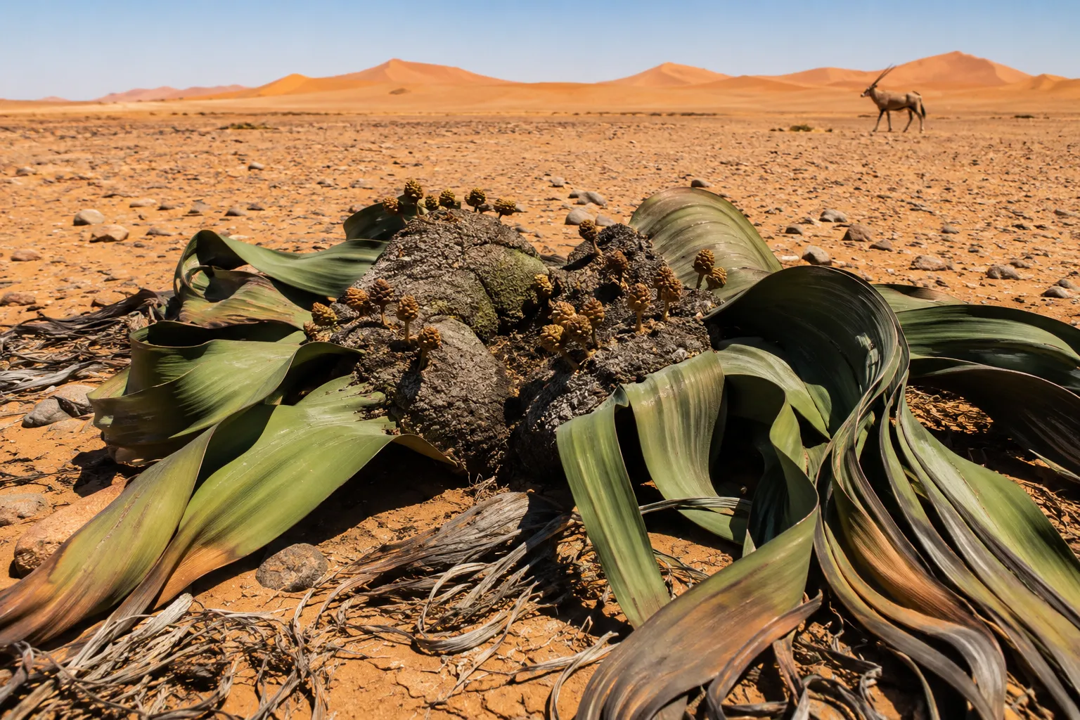 The unusual welwitschia plant of the Namibe desert