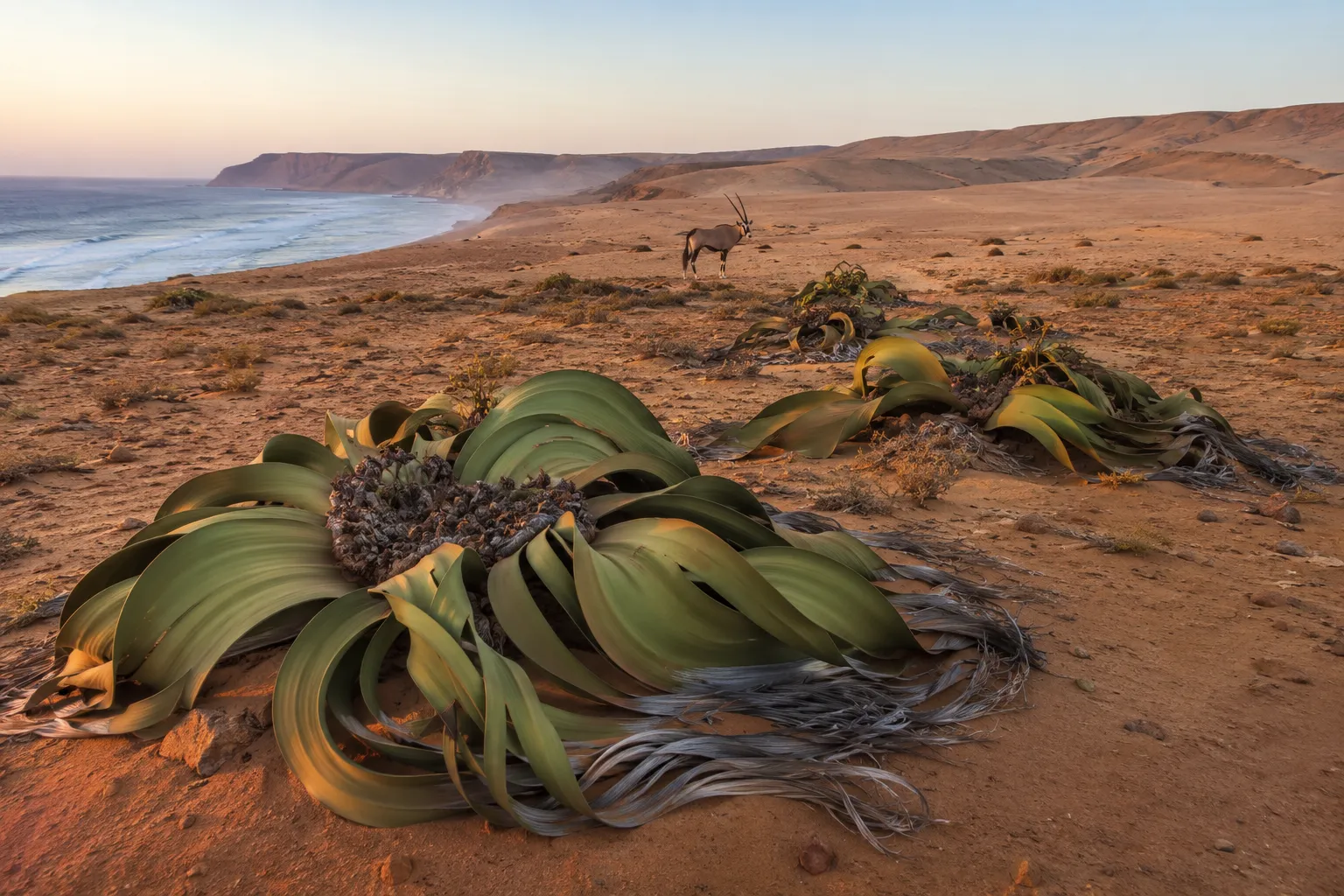 Desert dunes meeting the ocean near Namibe
