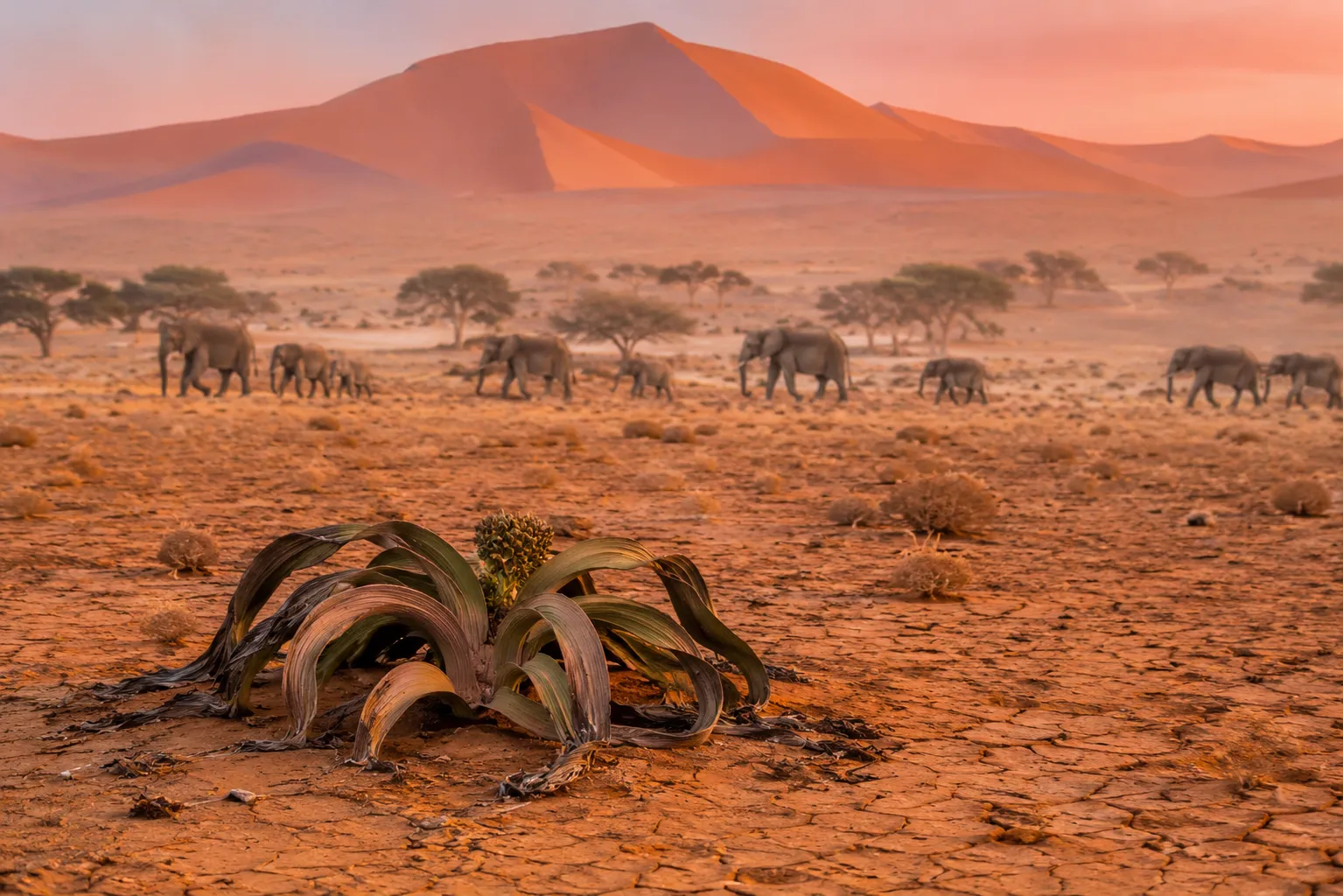 Golden light over the Namibe desert coast