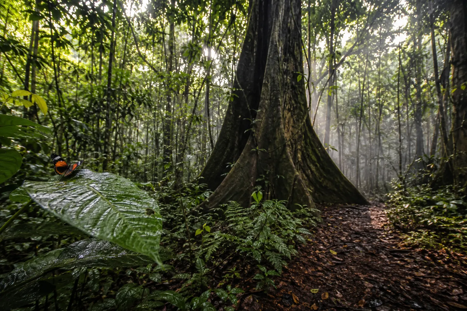 Inside the lush Maiombe rainforest of Cabinda