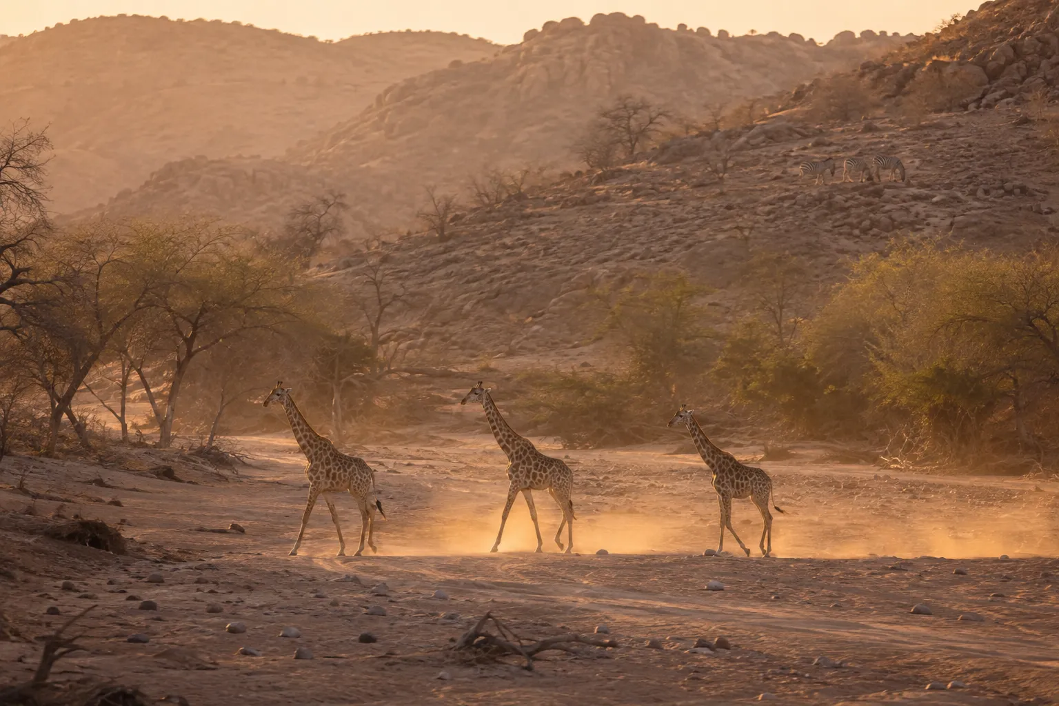 Angolan giraffe walking across a dry riverbed in the northern Namib with mountain zebra behind