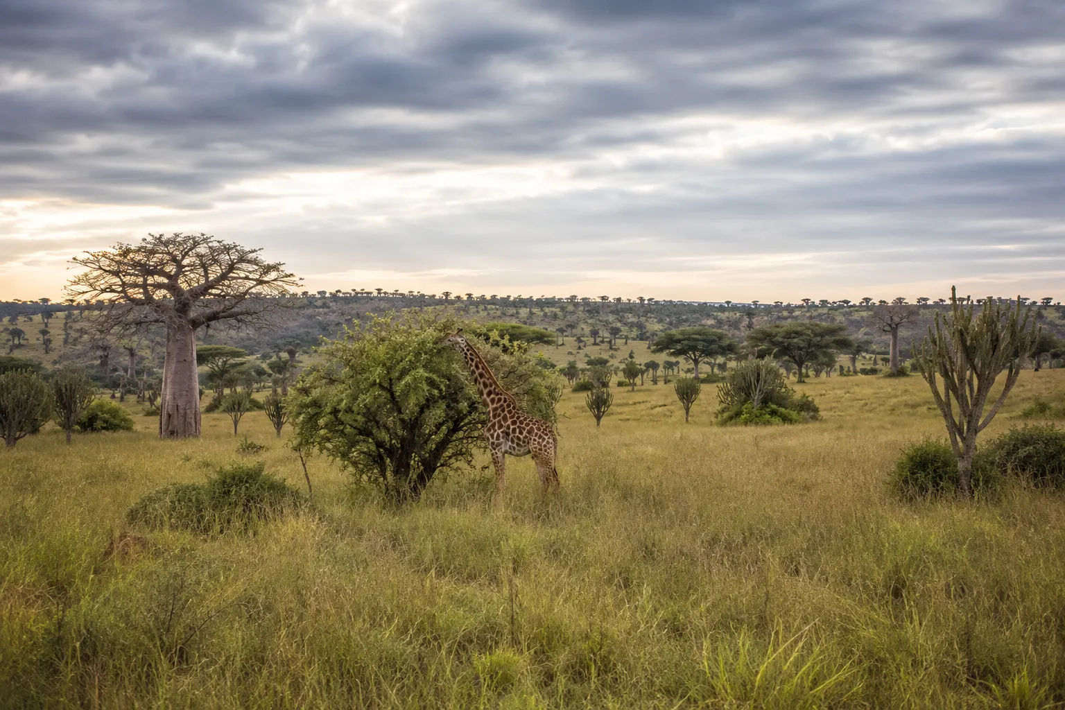 A giraffe browsing among baobab trees in Kissama National Park