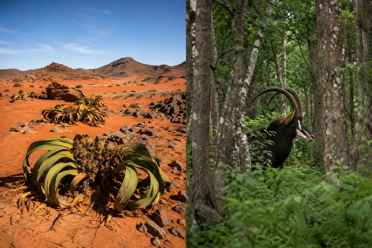 The rare giant sable antelope (palanca negra)